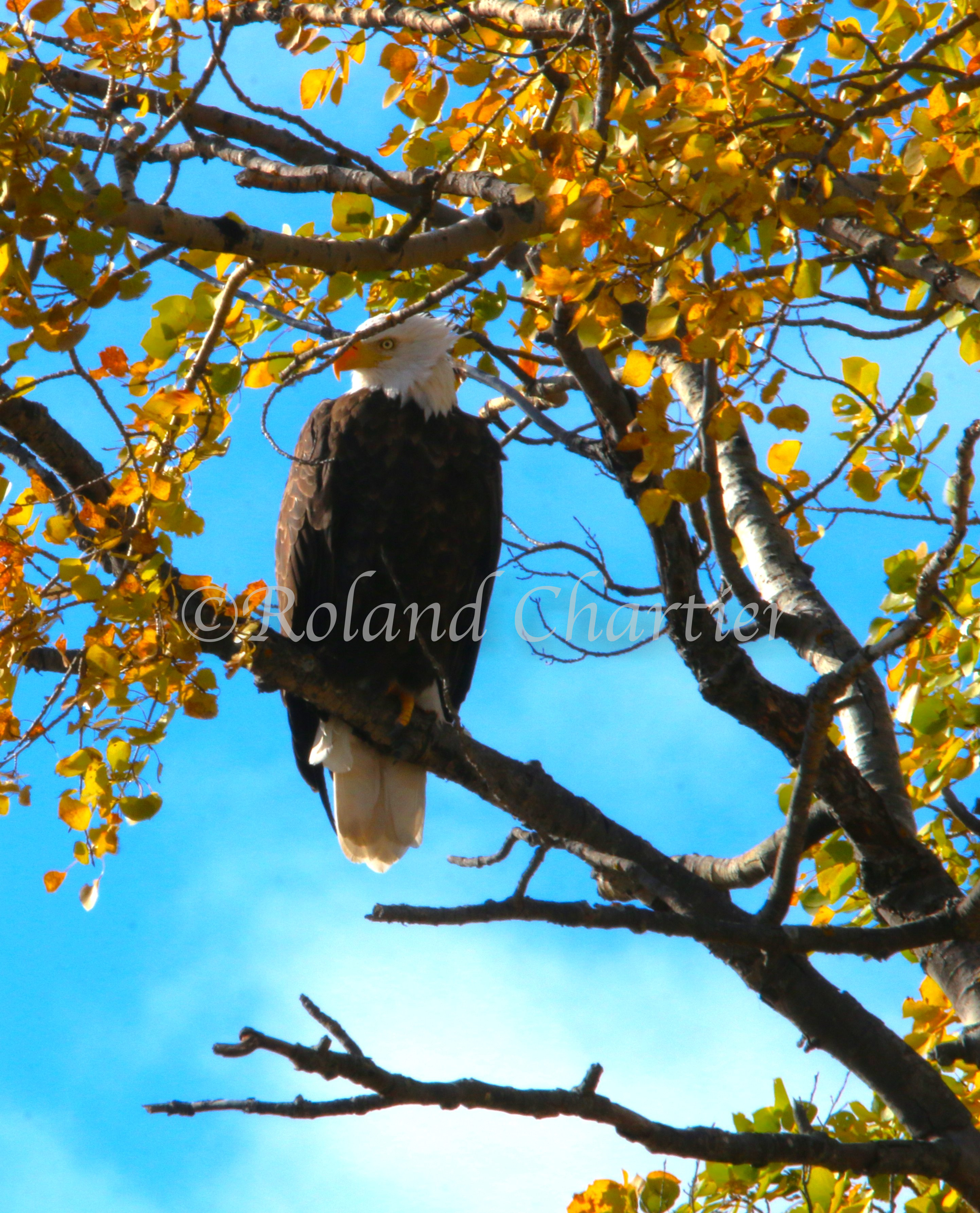 A bald eagle perched on a branch